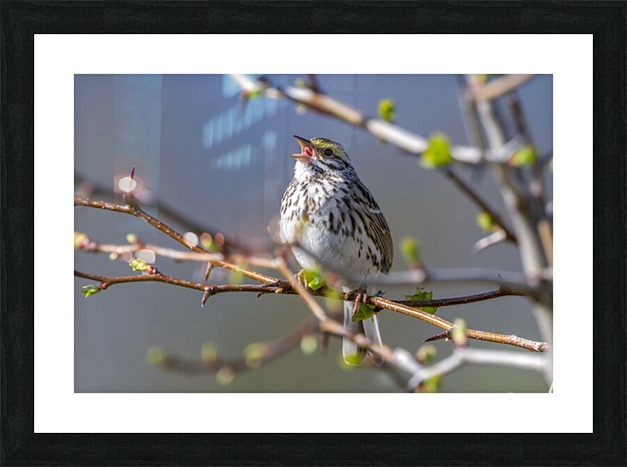 Singing Bird Picture Frame print
