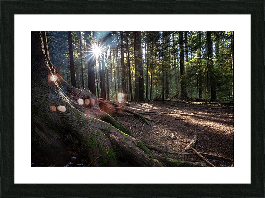 UBC Conservation Lands Picture Frame print