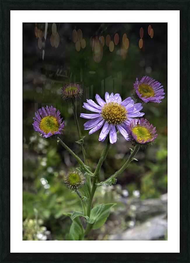 Mountain Flowers Picture Frame print