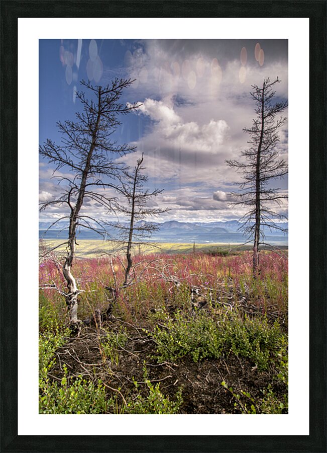 Arctic Trees Picture Frame print