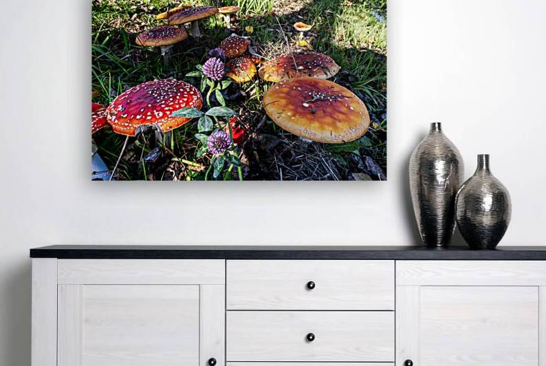Fly Agaric mushrooms by Stefanie Harron C P A S