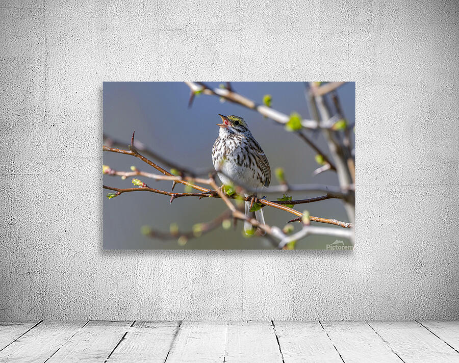 Singing Bird Wall Preview