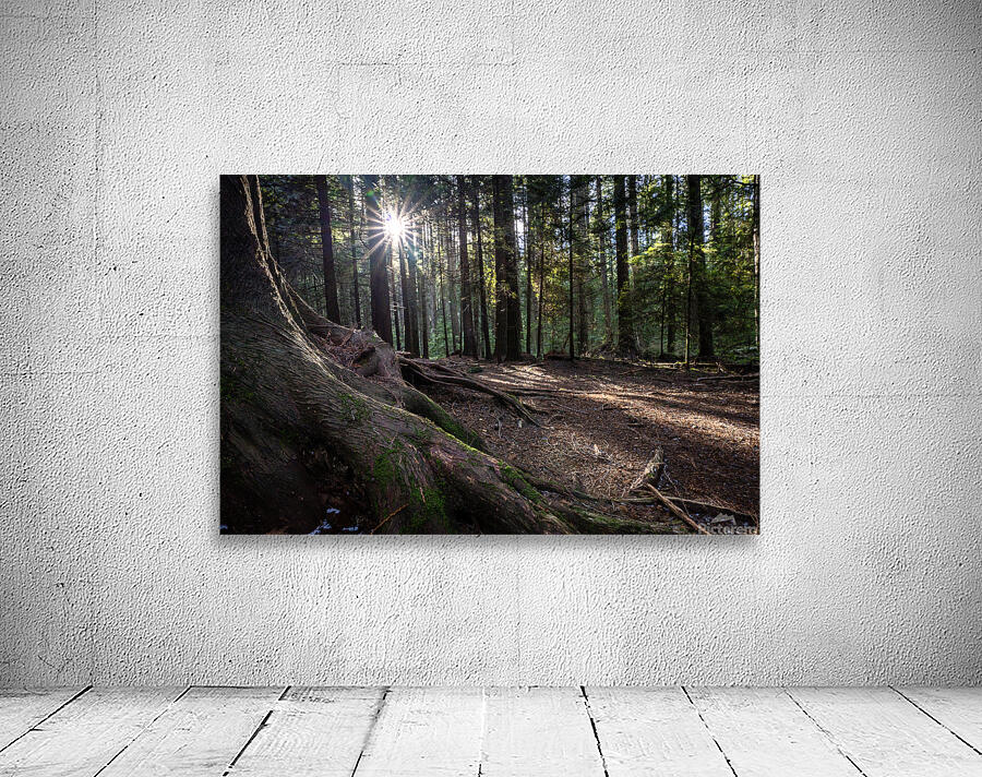 UBC Conservation Lands Wall Preview