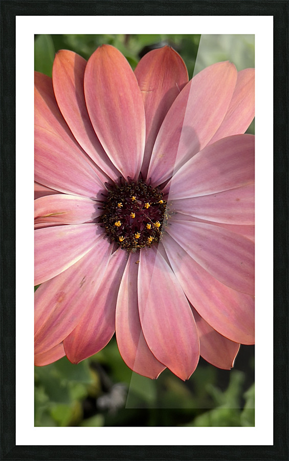 pinky pink daisy Picture Frame print