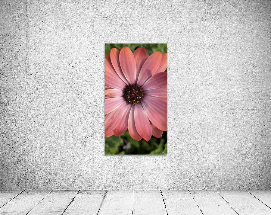 pinky pink daisy Wall Preview