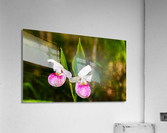 Sisters - D754833 40 Acrylic Print