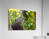 Searching - D758043 Acrylic Print