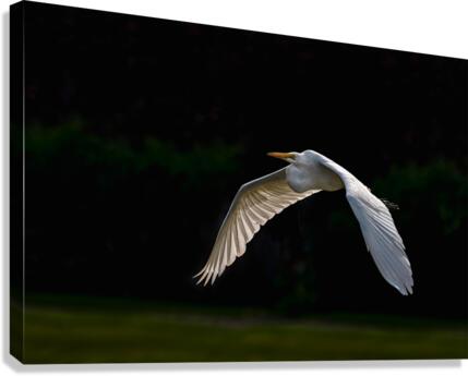 Great Grey Ghost - D754045 Canvas Print