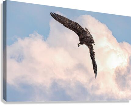 The hunt - D751035 Canvas Print