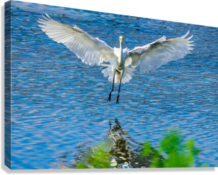Outstretched wings - D75 2567 Canvas Print