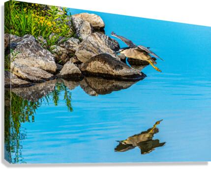 Mirror mirror - D752335 Canvas Print
