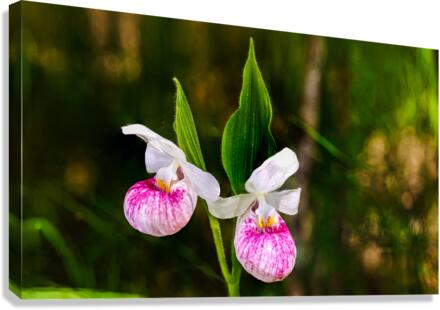 Sisters - D754833 40 Canvas Print
