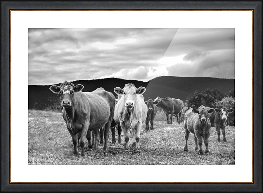 Curious - DSC 2258 Picture Frame print
