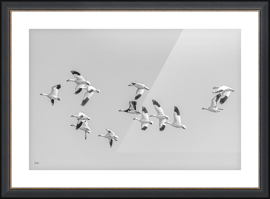 Flight - D756611 Picture Frame print