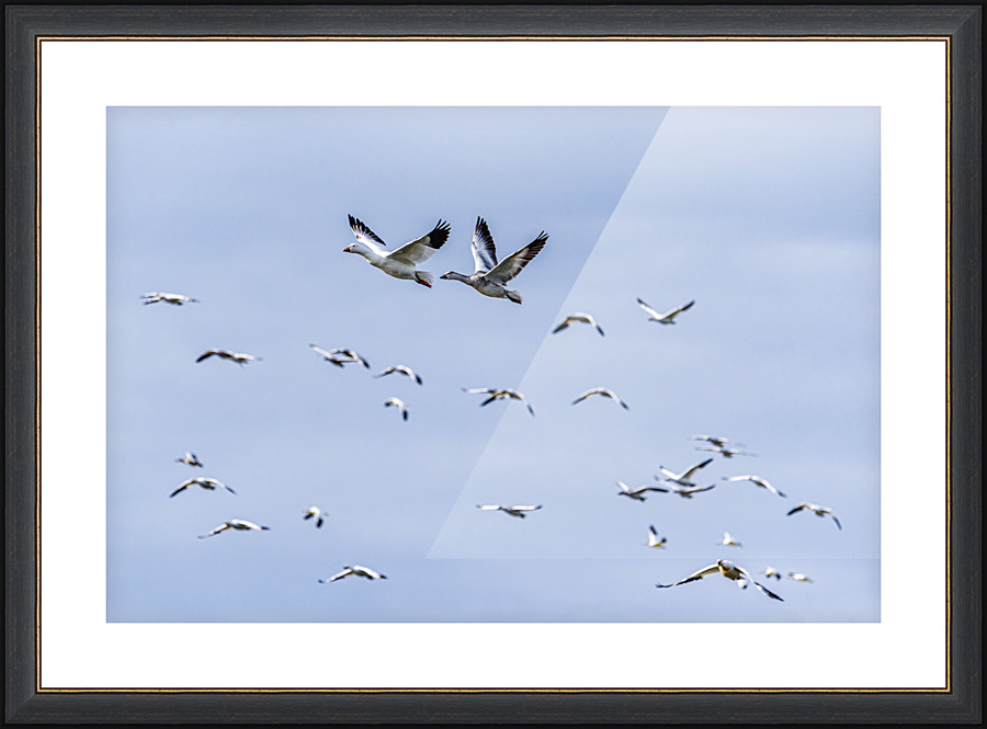 Leader - D759472 Picture Frame print