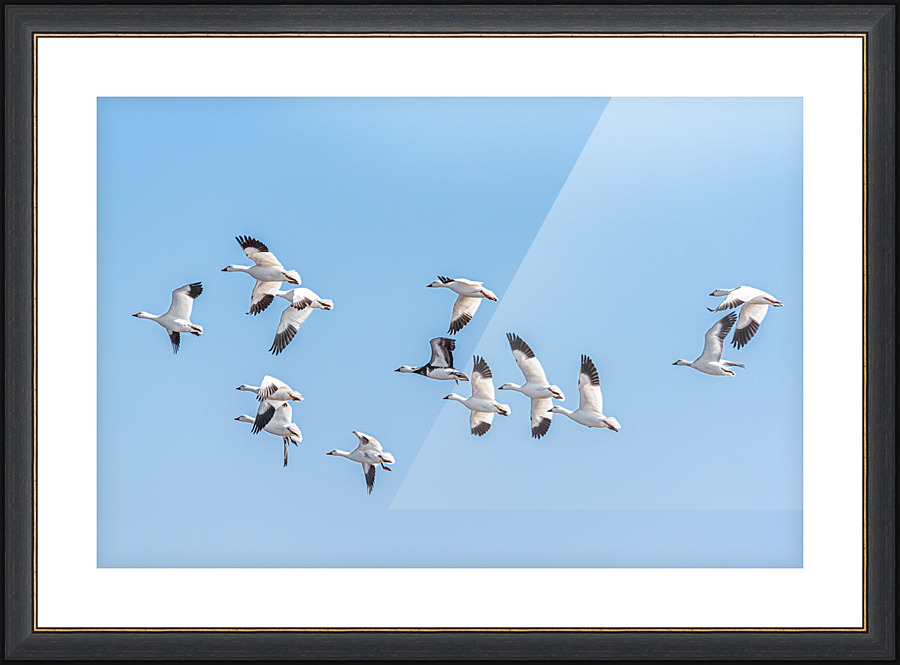 Flight - D756611 Picture Frame print