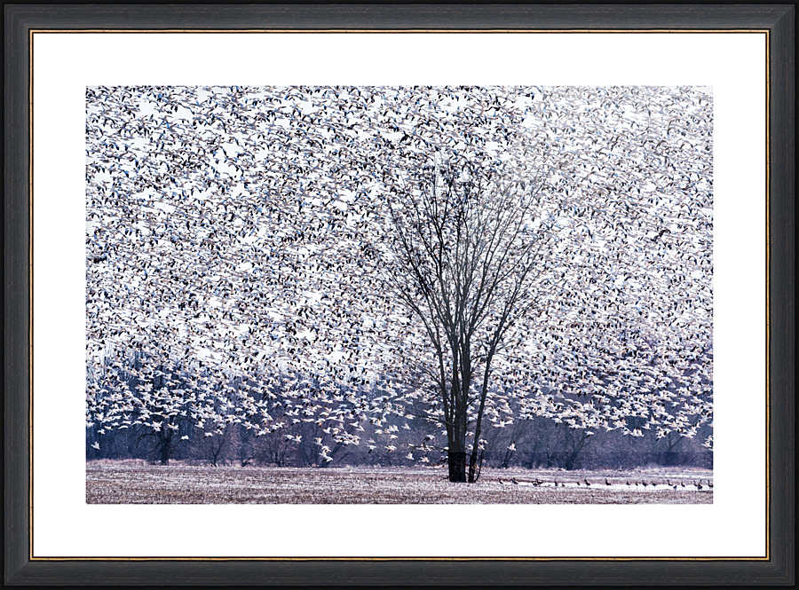 Spring migration - D756311 Picture Frame print