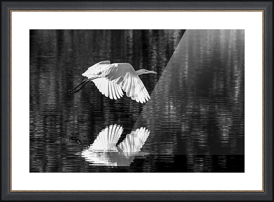 Sunset Flight - D757896 bw Picture Frame print