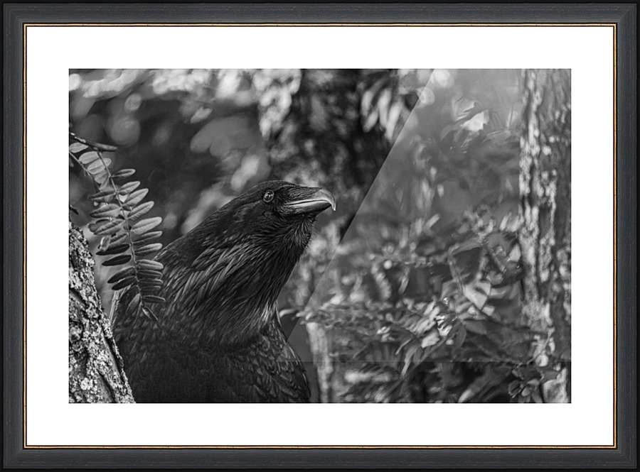 Searching - D758043 bw Picture Frame print