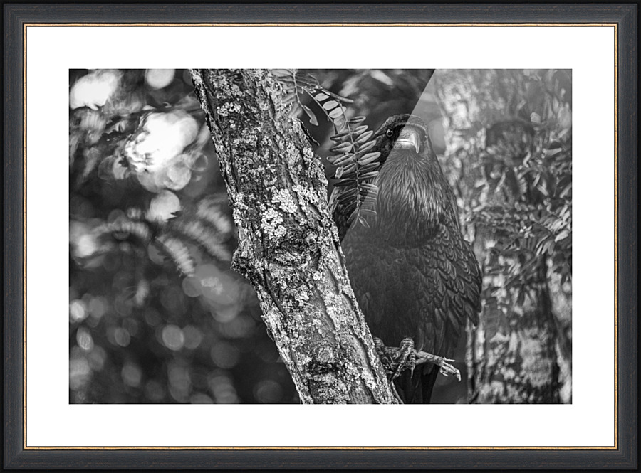 Statuesque - D758005 bw Picture Frame print