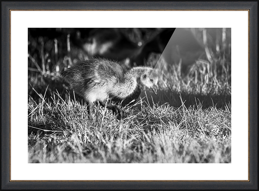 Foraging - D759804 bw Picture Frame print
