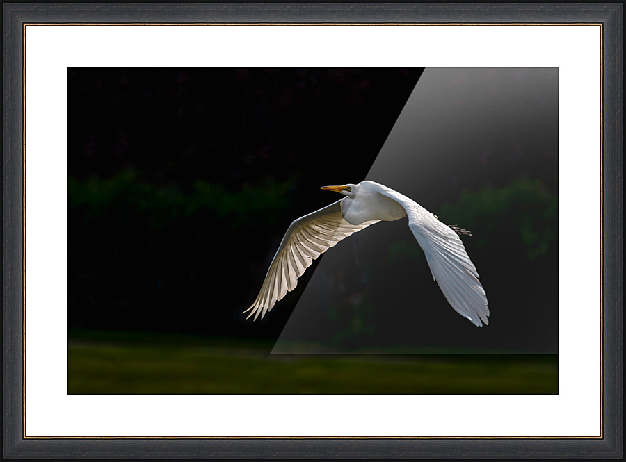 Great Grey Ghost - D754045 Picture Frame print