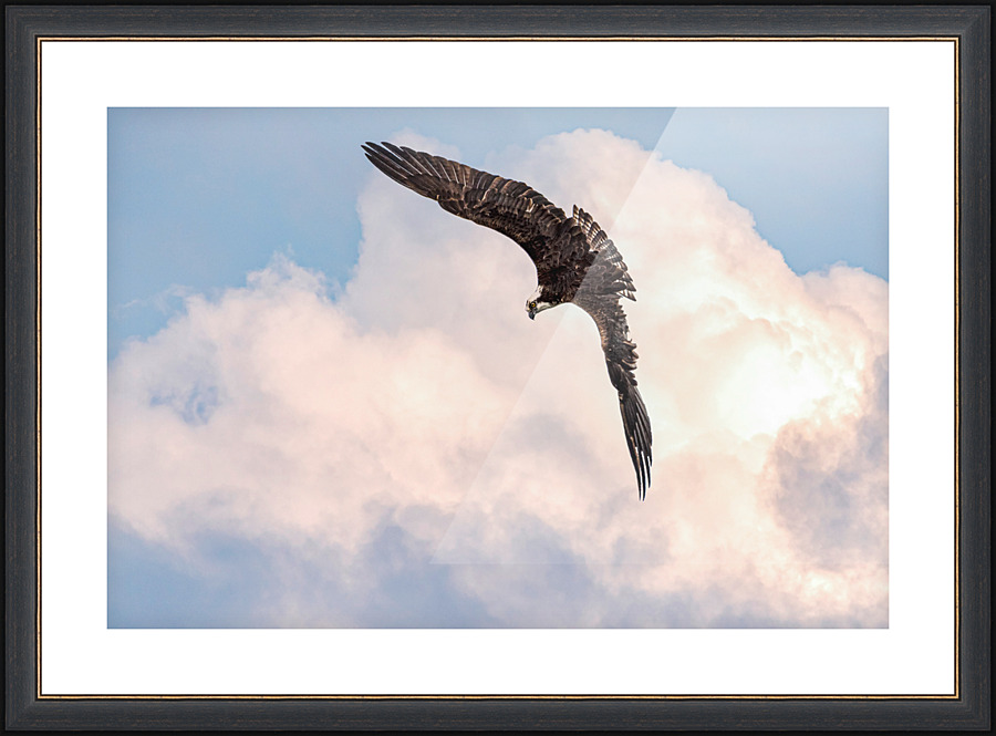 The hunt - D751035 Picture Frame print