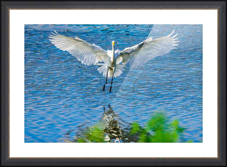 Outstretched wings - D75 2567 Picture Frame print