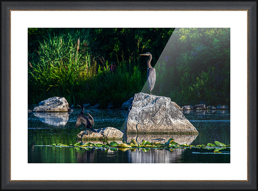 Standing guard - D753709 Picture Frame print