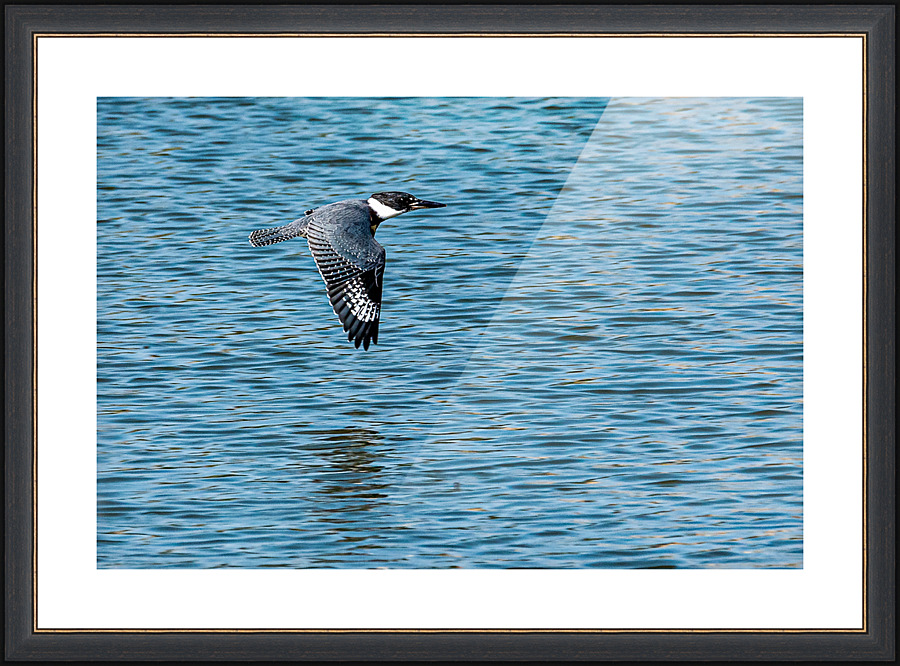 Smooth flight - D755805 Picture Frame print