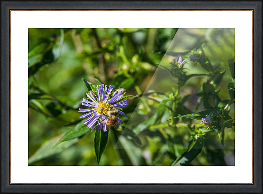 Smooth Blue - D756524 Picture Frame print