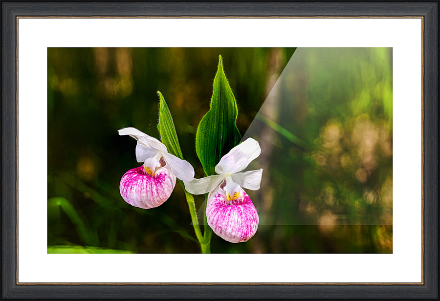 Sisters - D754833 40 Picture Frame print