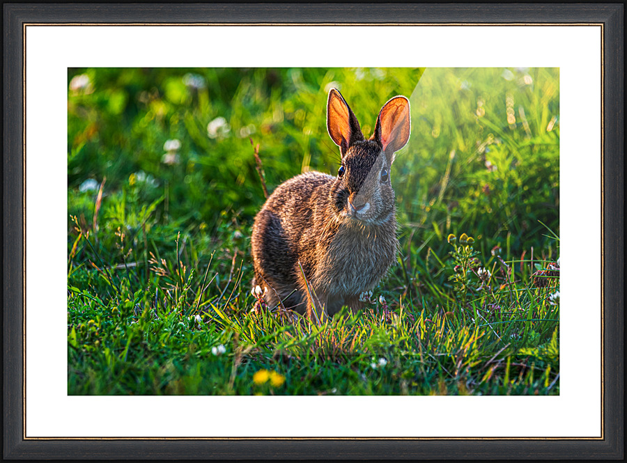 Peter Cottontail - D755539 Picture Frame print