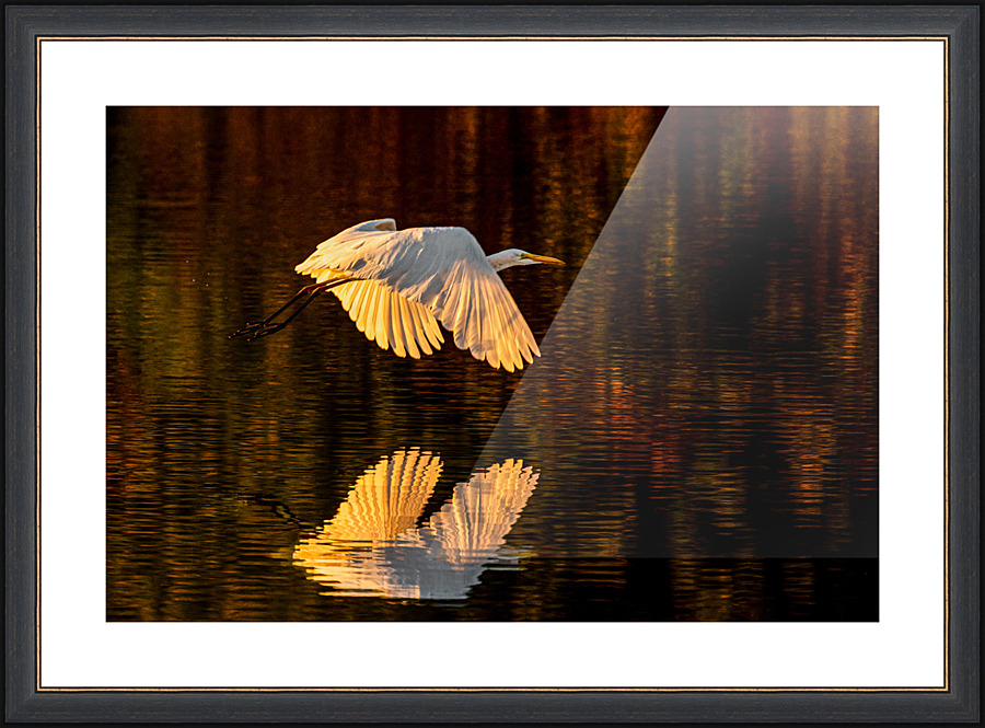 Sunset Flight - D757896 Picture Frame print