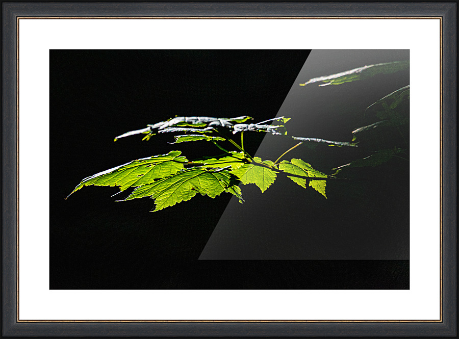 Leaf Canopy - D756109 Picture Frame print