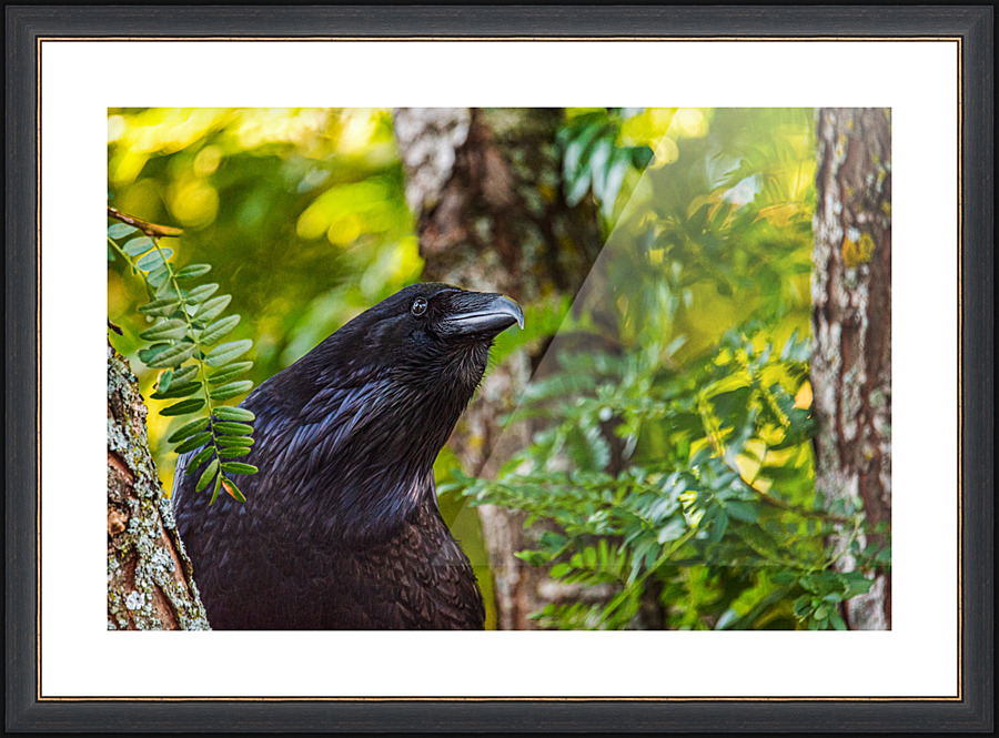 Searching - D758043 Picture Frame print
