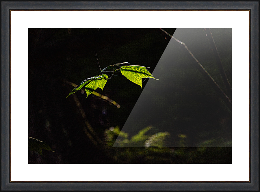 Light from above - D756097 Picture Frame print