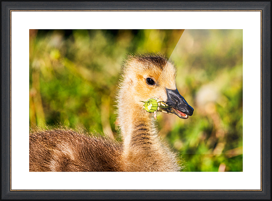 Weed & Feed - D759286 Picture Frame print