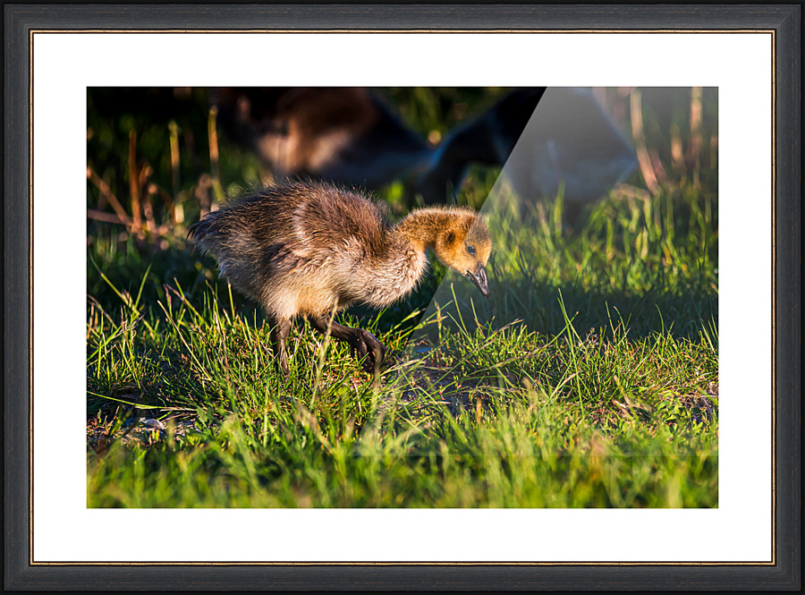 Foraging - D759804 Picture Frame print