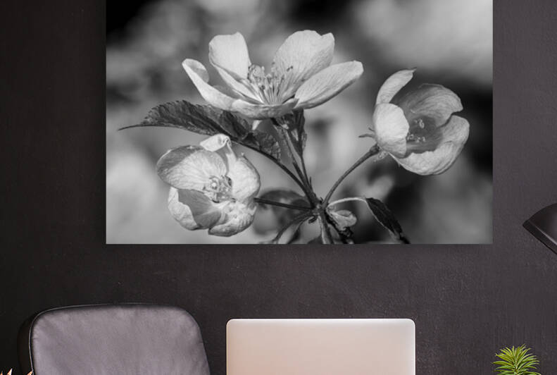 Pink spring blush II - D754224 bw by greigsphotoworks