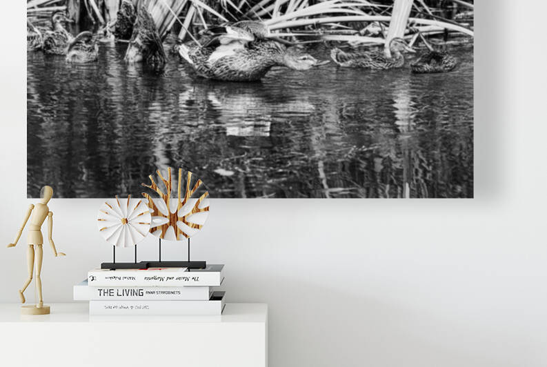 Mother Duck - D750643 bw by greigsphotoworks