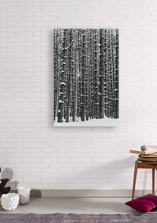Forest for the trees - D751955 bw by greigsphotoworks