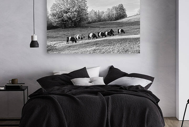 Oreo Cattle I - D755754 bw by greigsphotoworks