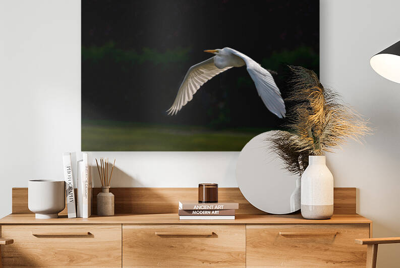 Great Grey Ghost - D754045 Reproduction