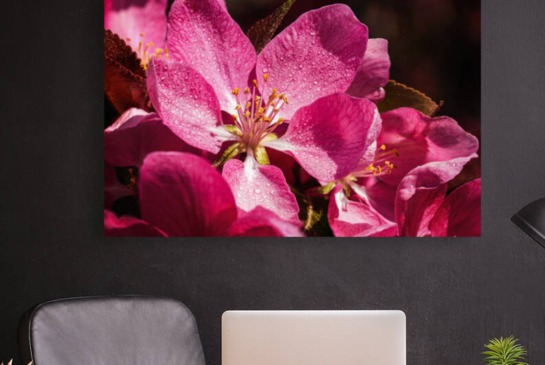 Pink spring blush I - D754038 40 by greigsphotoworks