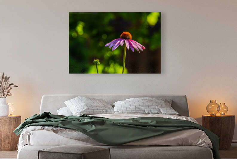 Purple Coneflower - D753561 by greigsphotoworks