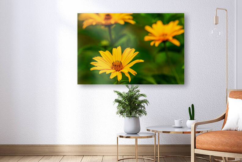 Oxeye sunflowers - D753011 by greigsphotoworks