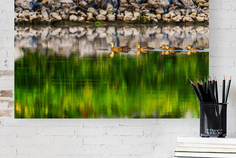 Ducks in a row - D75 5050 by greigsphotoworks
