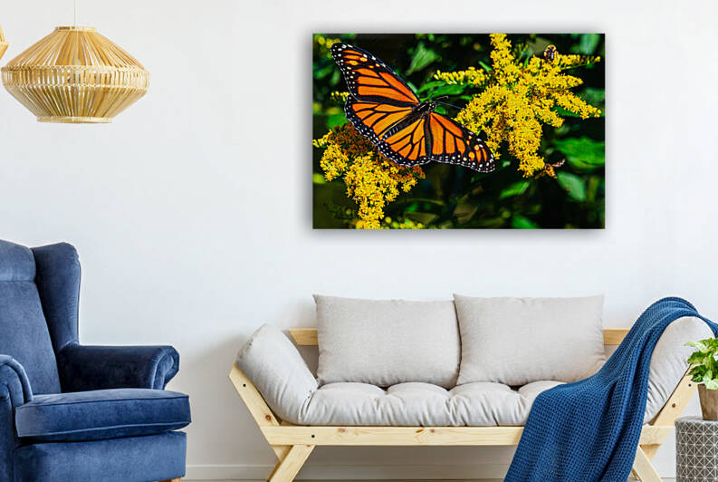 The Monarch and the bees - D756825 by greigsphotoworks