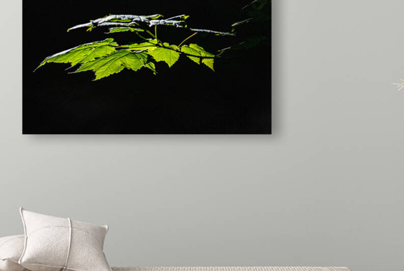 Leaf Canopy - D756109 by greigsphotoworks